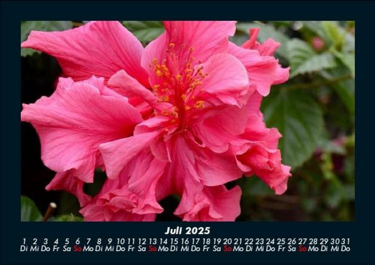 Produktbild: Blumentr&auml;ume 2025 Fotokalender DIN A5