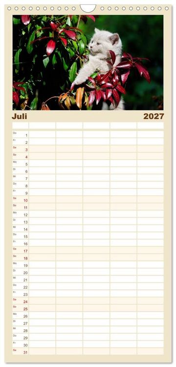Produktbild: Familienplaner 2027 - Die Britisch Kurzhaar Katze mit 5 Spalten (Wandkalender, 21 x 45 cm) CALVENDO