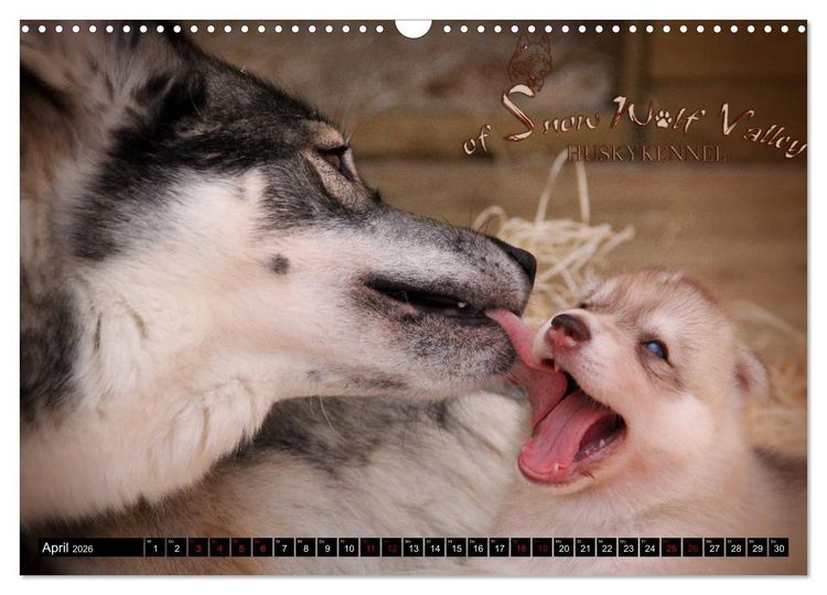 Produktbild: Faszination Husky (Wandkalender 2026 DIN A3 quer), CALVENDO Monatskalender