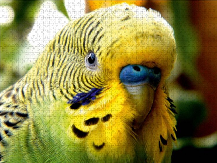 Produktbild: CALVENDO Puzzle Wellensittich - Ein tiefer Blick in die Seele eines Wellensittichs... 1000 Teile Lege-Gr&ouml;&szlig;e 64 x 48 cm Foto-Puzzle Bild von Bj&ouml;rn Bergmann