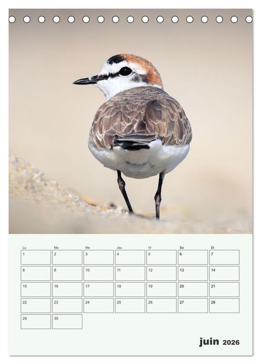 Produktbild: Voyage ornithologique (Calendrier de bureau 2026 DIN A5 horizontal), CALVENDO calendrier mensuel