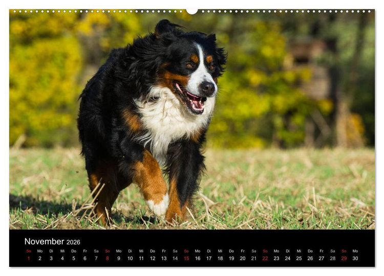 Produktbild: Treuer Freund Berner Sennenhund (Wandkalender 2026 DIN A2 quer), CALVENDO Monatskalender
