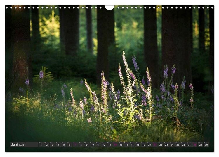 Produktbild: Unterwegs im Hunsr&uuml;ck (Wandkalender 2026 DIN A3 quer), CALVENDO Monatskalender