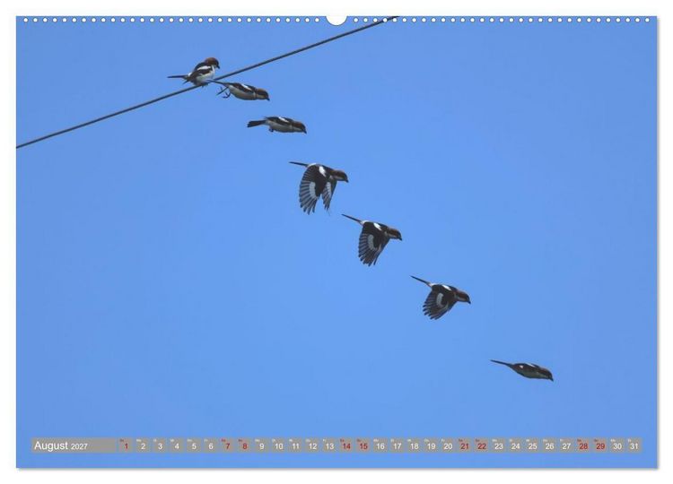 Produktbild: V&ouml;gel im Fluge - Ocells en vol (Wandkalender 2027 DIN A2 quer), CALVENDO Monatskalender