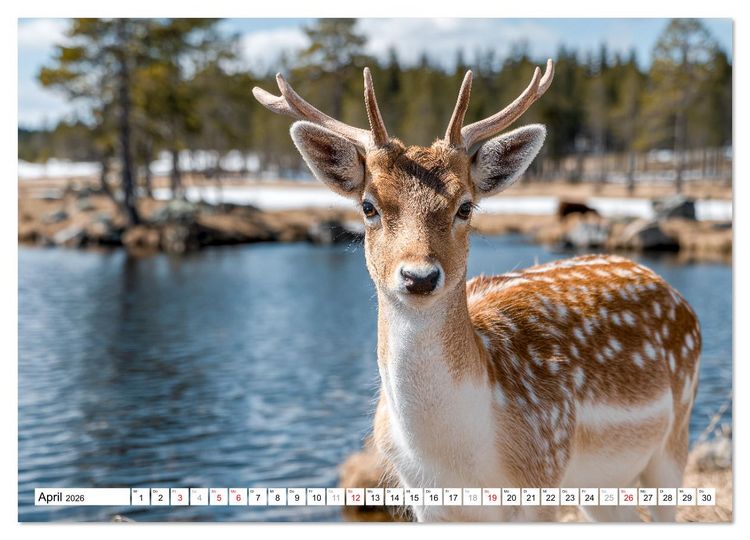 Produktbild: HIRSCHE UND REHE - Ein Jahr in freier Wildbahn (Wandkalender 2026 DIN A4 quer), CALVENDO Monatskalender