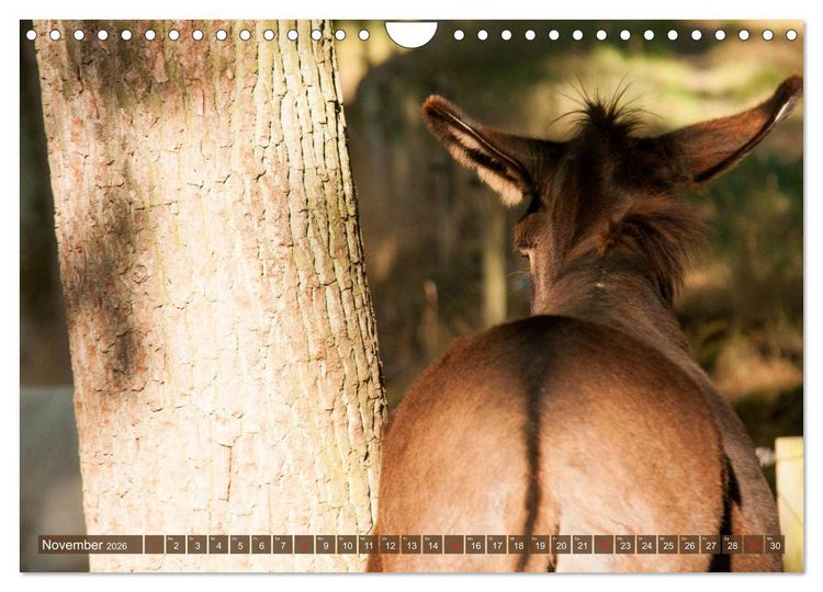 Produktbild: Liebenswerte Langohren - Die Sch&ouml;nheit der Esel (Wandkalender 2026 DIN A4 quer), CALVENDO Monatskalender