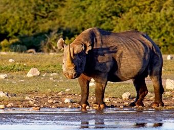 Produktbild: CALVENDO Puzzle Nashorn im Etosha NP, Namibia 1000 Teile Puzzle quer | 1000 Teile Lege-Gr&ouml;&szlig;e 64 &times; 48 cm Foto-Puzzle f&uuml;r gl&uuml;ckliche Stunden