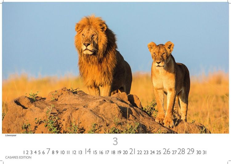 Produktbild: Big Cats Kalender 2027 &ndash; Wandkalender | Fotokalender Tierkalender 35x50cm &ndash; Wundersch&ouml;ner Gro&szlig;katzen-. mit beeindruckenden Fotos von Tiger| L&ouml;wen | Jaguar | Gepard | Luchs | Puma.