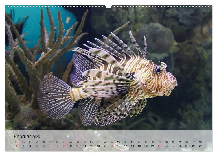 Produktbild: In der Meerestiefe. Fische und Korallen im ewigen Blau (hochwertiger Premium Wandkalender 2026 DIN A2 quer), Kunstdruck in Hochglanz