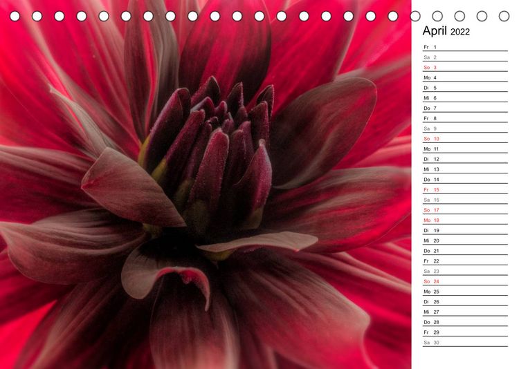 Produktbild: Bl&uuml;hende Dahlien (Tischkalender 2022 DIN A5 quer)