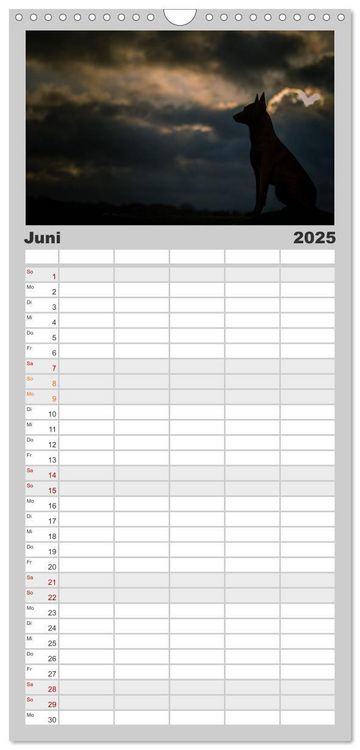 Familienplaner 2025 - Belgische Schäferhunde - Der Malinois im Licht mit 5 Spalten (Wandkalender, 21 x 45 cm) CALVENDO