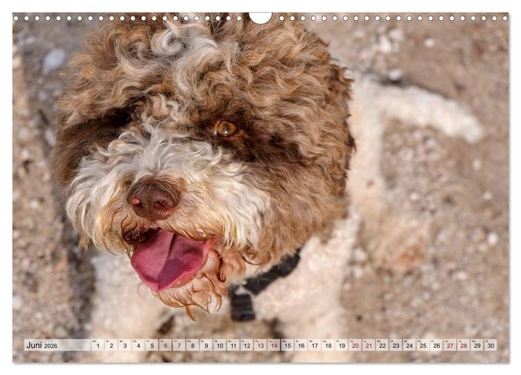 Produktbild: Lagotto Romagnolo in den Alpen 2026 (Wandkalender 2026 DIN A3 quer), CALVENDO Monatskalender