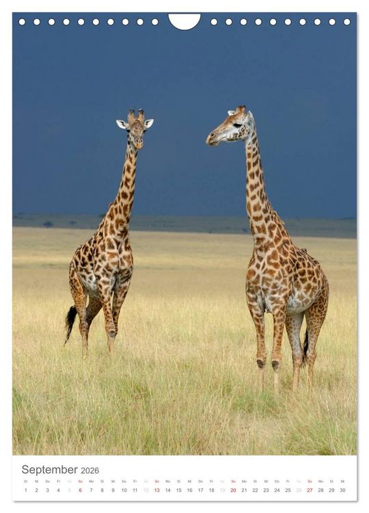 Produktbild: Magie des Augenblicks - Giraffen - Riesen der Savanne (Wandkalender 2026 DIN A4 hoch), CALVENDO Monatskalender