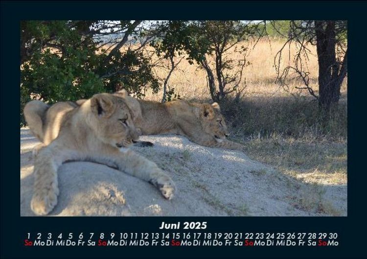 Produktbild: L&ouml;wen in der Wildnis 2025 Fotokalender DIN A5