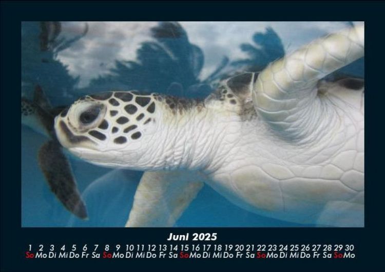 Produktbild: Schildkr&ouml;tenzauber 2025 Fotokalender DIN A5