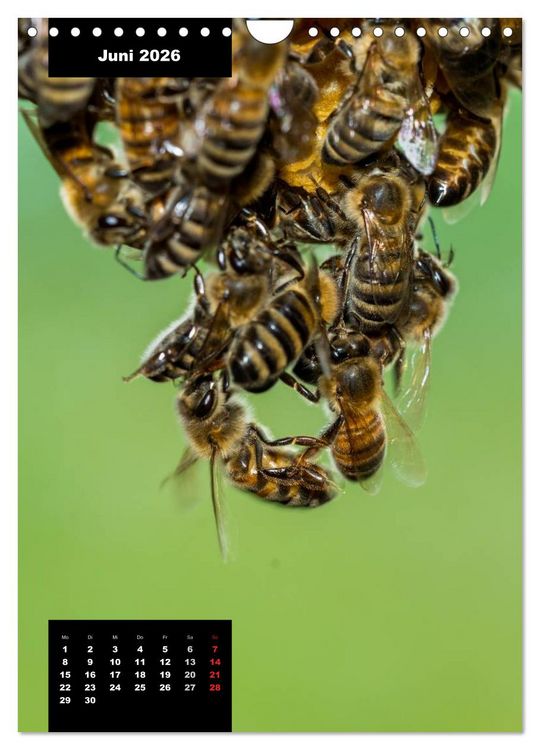 Produktbild: Bienen in ihrem geheimen Reich (Wandkalender 2026 DIN A4 hoch), CALVENDO Monatskalender