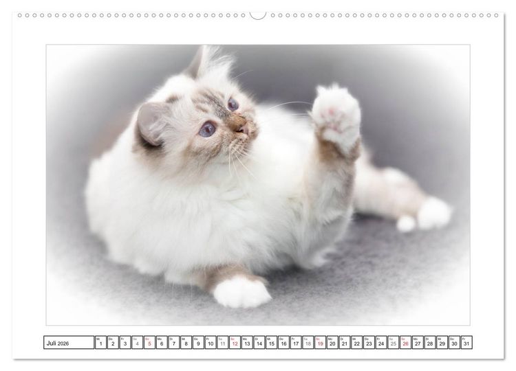 Produktbild: Katzen &ndash; Treue Begleiter (CH - Version) (hochwertiger Premium Wandkalender 2026 DIN A2 quer), Kunstdruck in Hochglanz