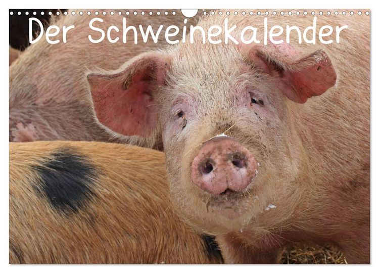 Produktbild: Der Schweinekalender (Wandkalender 2026 DIN A3 quer), CALVENDO Monatskalender