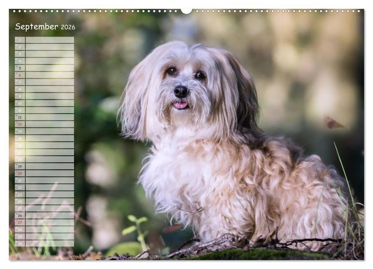 Produktbild: Spa&szlig; mit Havanesern (hochwertiger Premium Wandkalender 2026 DIN A2 quer), Kunstdruck in Hochglanz