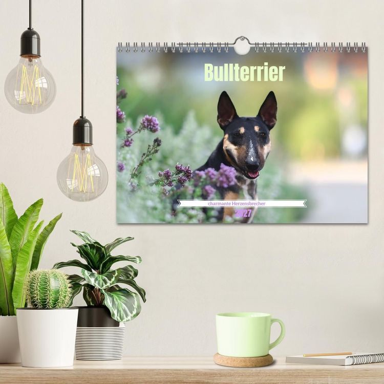 Produktbild: Bullterrier - charmante Herzensbrecher (Wandkalender 2027 DIN A4 quer), CALVENDO Monatskalender