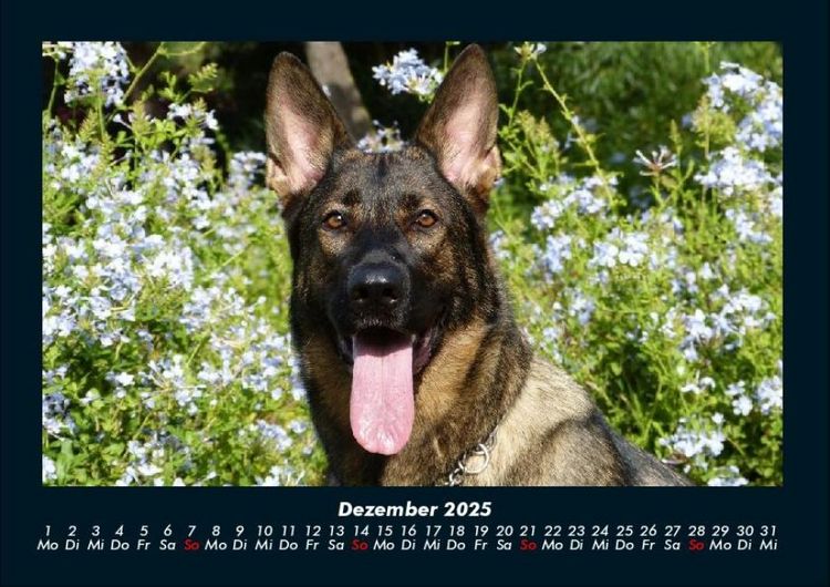 Produktbild: Hunde 2025 Fotokalender DIN A4
