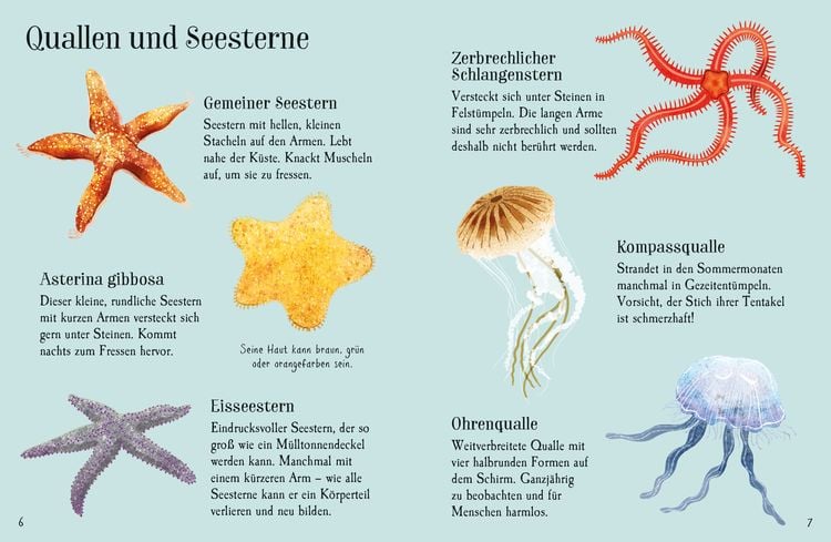Produktbild: Usborne Minis Naturf&uuml;hrer: K&uuml;stenbewohner