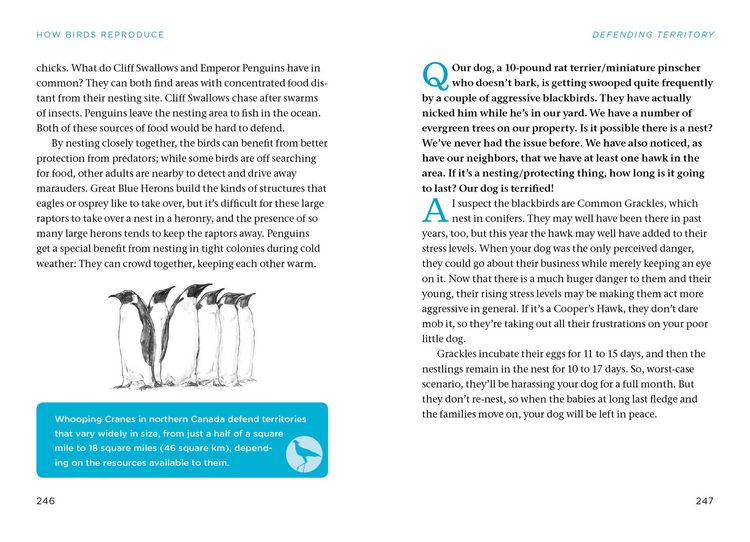Produktbild: The Bird Watching Answer Book