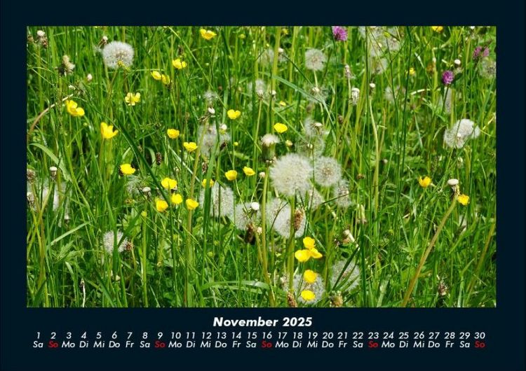 Produktbild: Blumenkalender 2025 Fotokalender DIN A4