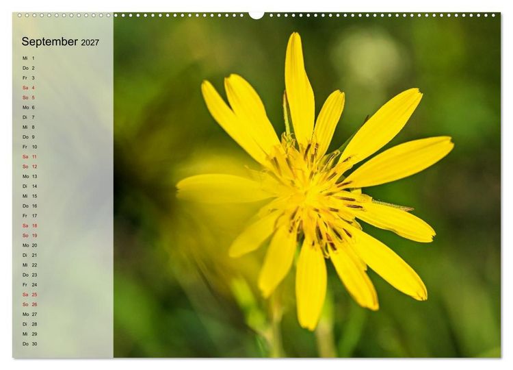 Produktbild: Sommerliche Bl&uuml;tenpoesie (Wandkalender 2027 DIN A2 quer), CALVENDO Monatskalender