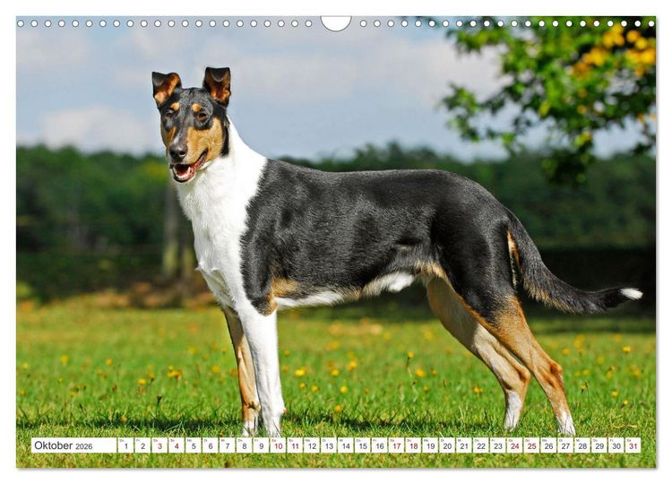 Produktbild: Ein Freund f&uuml;rs Leben - Smooth Collie (Wandkalender 2026 DIN A3 quer), CALVENDO Monatskalender