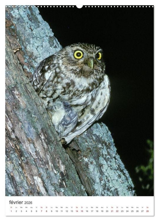 Produktbild: Une chouette de vie, les oiseaux (Calendrier mural 2026 DIN A2 horizontal), CALVENDO calendrier mensuel