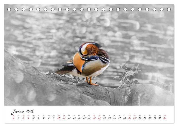 Produktbild: Abenteuer einer Mandarinente (Tischkalender 2026 DIN A5 quer), CALVENDO Monatskalender