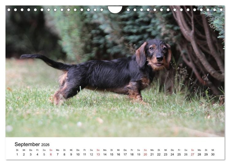 Produktbild: Ein Dackelkind blickt zur&uuml;ck (Wandkalender 2026 DIN A4 quer), CALVENDO Monatskalender