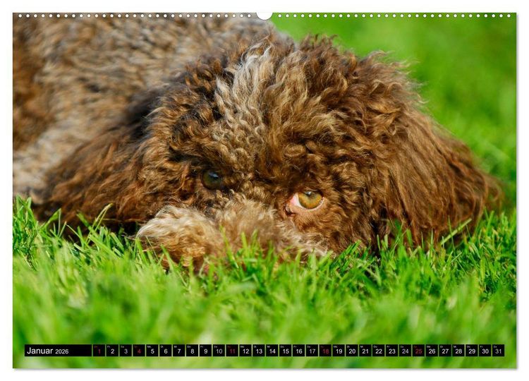 Produktbild: Lagotto Romagnolo - Italienischer Tr&uuml;ffelhund (Wandkalender 2026 DIN A2 quer), CALVENDO Monatskalender
