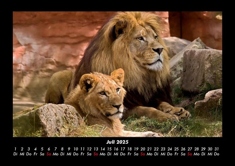 Produktbild: L&ouml;wen in der Wildnis 2025 Fotokalender DIN A3