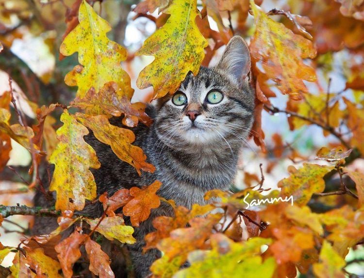 Produktbild: Katzen 2027 Eintragkalender