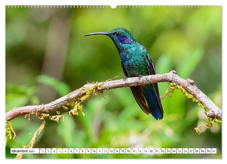 Produktbild: Colibris - pierres pr&eacute;cieuses volantes (Calendrier mural haut de gamme 2027 DIN A2 vertical), CALVENDO calendrier mensuel