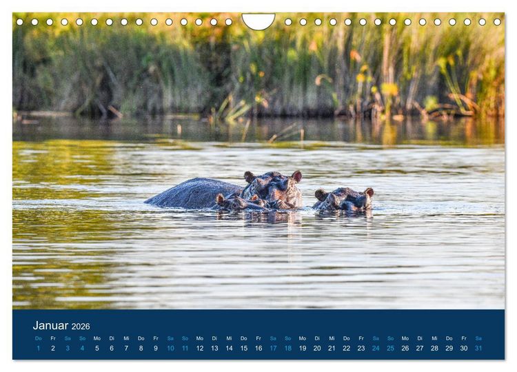 Produktbild: Nilpferde, Kolosse in Afrika (Wandkalender 2026 DIN A4 quer), CALVENDO Monatskalender