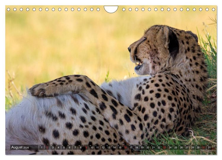 Produktbild: Katzen im Busch (Wandkalender 2026 DIN A4 quer), CALVENDO Monatskalender