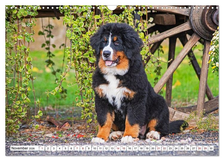 Produktbild: Berner Sennenhunde - Freunde f&uuml;r ein ganzes Leben (Wandkalender 2026 DIN A3 quer), CALVENDO Monatskalender