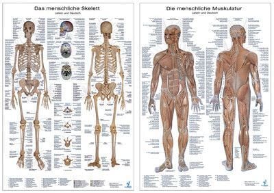 Produktbild: Anatomie Lerntafeln im Doppelpack
