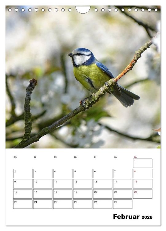 Produktbild: Amsel, Drossel, Fink und Star - beobachtet (Wandkalender 2026 DIN A4 hoch), CALVENDO Monatskalender