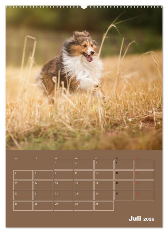 Produktbild: SHELTIES Herzensbrecher auf 4 Pfoten (hochwertiger Premium Wandkalender 2026 DIN A2 hoch), Kunstdruck in Hochglanz