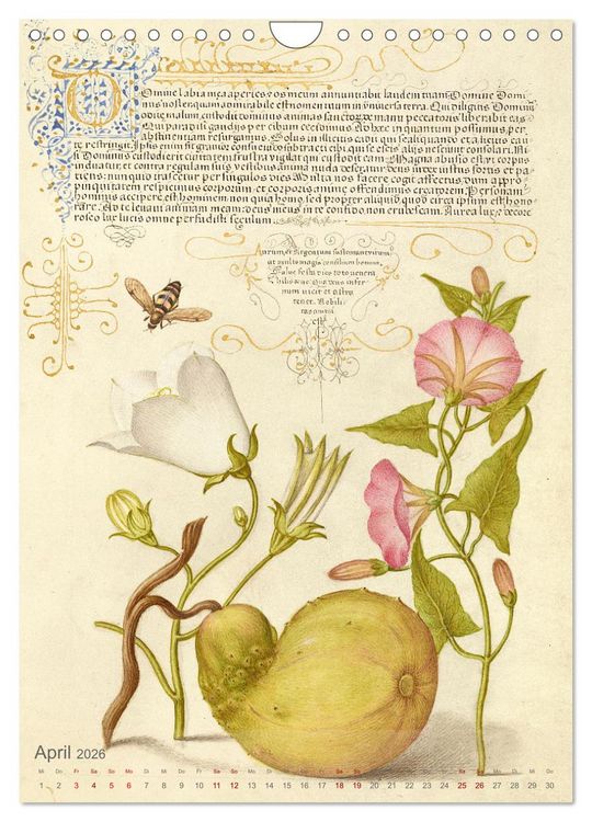 Produktbild: Hoefnagel und Bocskay - Miniaturmalerei trifft Kalligrafie (Wandkalender 2026 DIN A4 hoch), CALVENDO Monatskalender