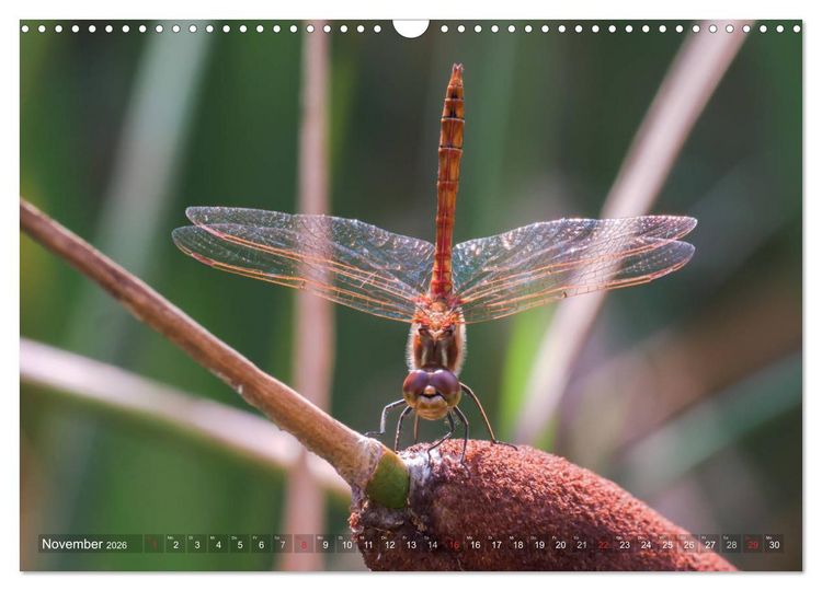 Produktbild: Libellen - Fliegende Edelsteine (Wandkalender 2026 DIN A3 quer), CALVENDO Monatskalender