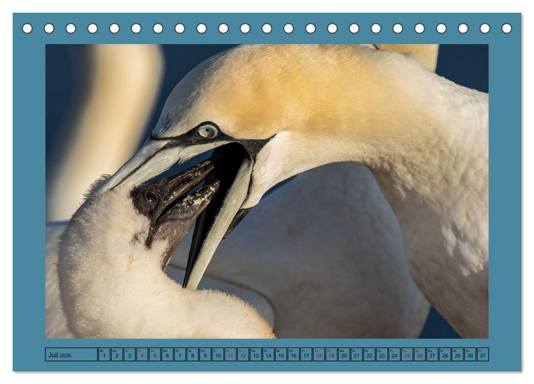 Produktbild: Helgoland und seine Basst&ouml;lpel (Tischkalender 2026 DIN A5 quer), CALVENDO Monatskalender