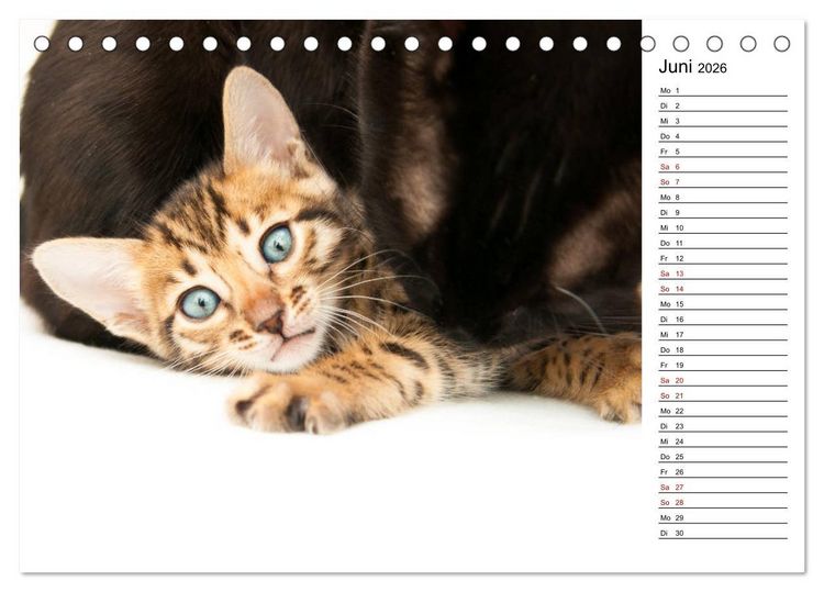 Produktbild: Bengal K&auml;tzchen - Der Geburtstagskalender (Tischkalender 2026 DIN A5 quer), CALVENDO Monatskalender