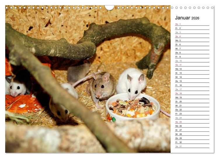 Produktbild: Mausebande (Wandkalender 2026 DIN A3 quer), CALVENDO Monatskalender
