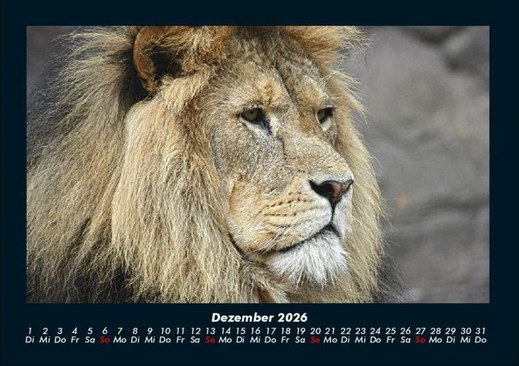 Produktbild: L&ouml;wen in der Wildnis 2026 Fotokalender DIN A4