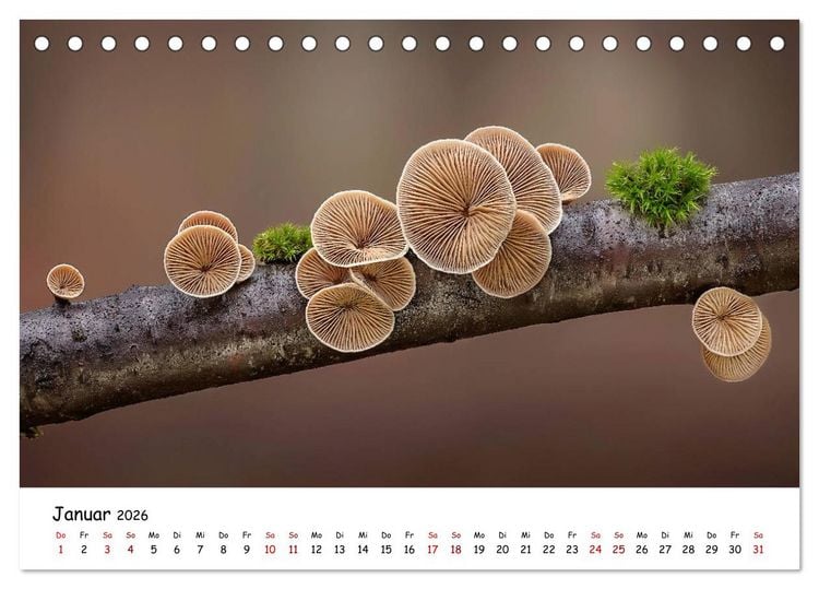 Produktbild: Pilzgalerie - Heimische Pilze von ihrer sch&ouml;nsten Seite (Tischkalender 2026 DIN A5 quer), CALVENDO Monatskalender